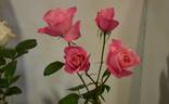 Pink Simplicity rose photo
