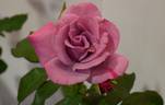 Blueberry Hill ™ rose photo