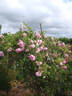 Arrillaga rose photo