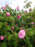 Pink Léda rose photo