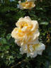 Elegance rose photo