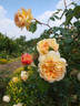 Felidaé rose photo