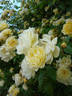 Aglaïa rose photo