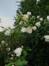 Snowbird, Cl. rose photo