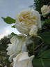 Snowbird, Cl. rose photo