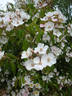 R. henryi rose photo