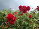Sally Miller rose photo