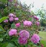 Donaunymphe rose photo