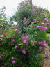 Donaunymphe rose photo
