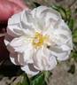 ACTIIOP rose photo