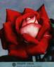 Grand Gala ® rose photo