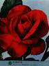 Soraya ® rose photo