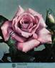 Prélude rose photo