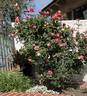 Rosette Delizy rose photo
