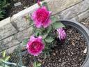 Sheherazade rose photo