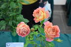 That's Life rose photo