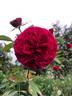 Colonial Days rose photo
