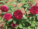 Colonial Days rose photo