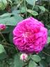 Belle Biblis rose photo