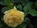 Sweet Jane™ rose photo