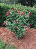 Colonial Days rose photo