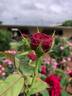 Colonial Days rose photo