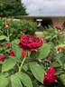 Colonial Days rose photo
