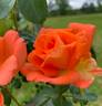 Golden Slippers rose photo