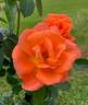 Golden Slippers rose photo
