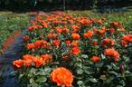 Miss Tango rose photo