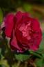 Miss Magenta rose photo