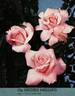 Michèle Meilland, Cl. rose photo