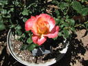 Fred's Show Time rose photo