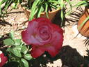 Fred's Show Time rose photo