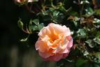 Cubana rose photo