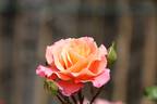 Cubana rose photo