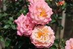 Cubana rose photo