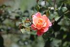 Cubana rose photo