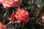 Cubana rose photo