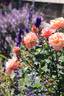 Cubana rose photo