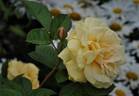 Sweet Jane™ rose photo