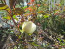 Snowflake rose photo