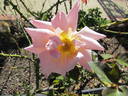 Mrs. Sam McGredy rose photo