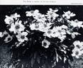 Albiflora The Bride peony photo