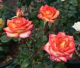 Cherry Gold rose photo