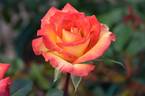 Cherry Gold rose photo