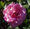 Adair Roche rose photo