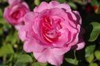 Adair Roche rose photo