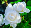 Glamis Castle rose photo