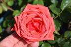 Aztec rose photo